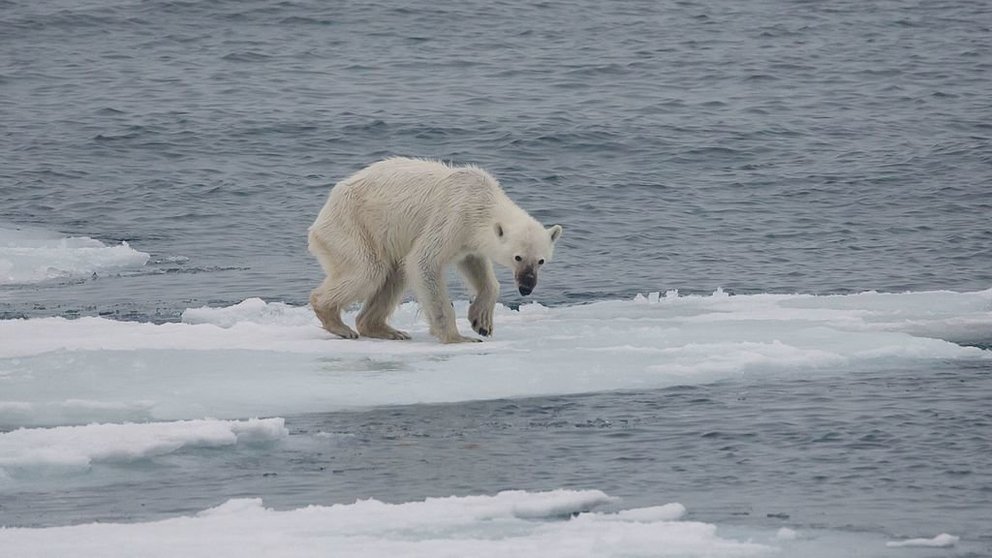 oso polar rusia