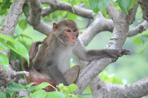 macaco india