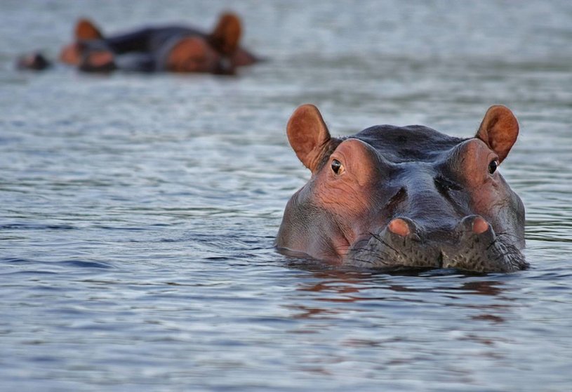 Los-hipopotamos-de-Pablo-Escobar-o-como-compensar-un-legado-de-extinciones