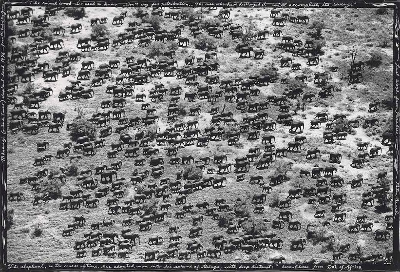 Manada de 965 elefantes en Tsavo, Kenia, 1976