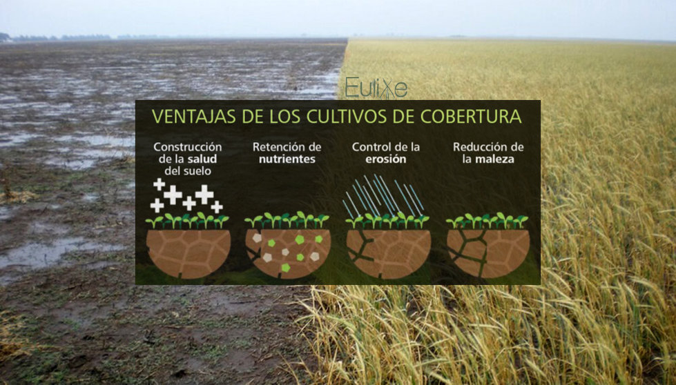 agricultura-cultivo-cobertura-infocampo