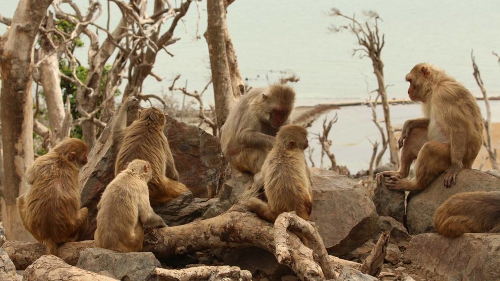 Estos-macacos-se-relacionaron-mas-entre-ellos-tras-el-paso-del-huracan-Maria