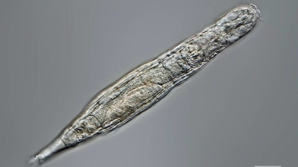 Este-animal-multicelular-es-capaz-de-sobrevivir-tras-permanecer-24.000-anos-congelado