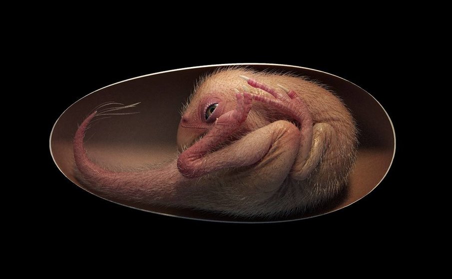 Un-embrion-de-dinosaurio-muy-bien-conservado-aporta-nuevos-datos-sobre-las-aves-modernas
