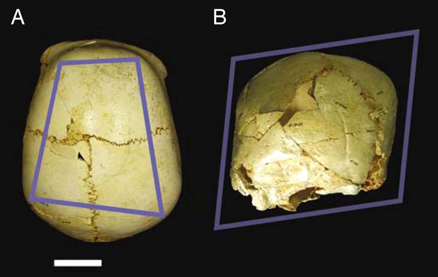 Benjamina-la-mas-querida-el-fosil-de-Atapuerca-que-mostro-el-paso-del-afecto-al-amor